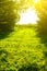 Green grass outdoors in sunset lights. Summer spring meadow landscape on a sunny day. Nature eco friendly photo. Wallpaper.