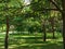 Green grass, partially illuminated by the sun, on which young oaks grow.