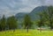 Green grass pasture with trees and sheep at Tara national park i