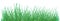 Green grass pattern on white background. vector