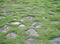 Green grass with pavement steps