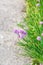 Green grass and pink flowers on side of road