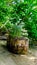 Green Grass and Plants Growing On Top Of A Dead Tree Trunk Getting Needed Nutrients From The Decomposition Of The Fallen Tree