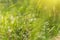 Green grass and plants in morning sunlight close-up. Nature blurred abstract background