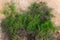 Green grass plants on the yellow sands of the beach closeups. Green grass and yellow sand