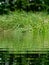 Green Grass Pond Abstract Creative Background