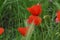 A green grass with poppies - Front view