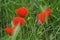 A green grass with poppies - Front view