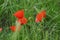 A green grass with poppies - Front view