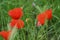 A green grass with poppies - Front view