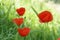 A green grass with poppies - Front view