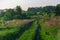 Green grass, purple flowers, dirt road. trees, sky