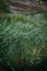 Green grass rass on the sea texrure