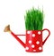 Green grass in red polka dot watering can isolated on white