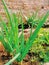 Green grass redish leaves in sunlight beautiful tiny plant nature nice onion seed Bokeh blur background selective focus