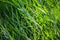 Green grass reed phragmites fresh leaves