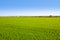 Green grass rice field in Valencia Spain