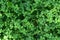 Green grass with round leaves. Vegetation. Green cover