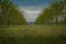 Green grass between rows of trees on orchard under blue summer sky