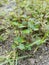 green grass on sandy soil