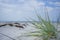 Green grass by the sea with white sand and blue sky