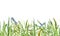 Green grass seamless border. Watercolor illustration. Lush grass - meadow element. Seamless border from green spring