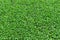 Green grass seamless texture