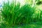 Green grass sedge