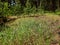 Green grass sedge growing in the coniferous forest.