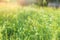 Green grass with seeds on curved stems in light wind. Slightly blurred close up with selective focus