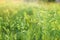 Green grass with seeds on curved stems in light wind. Slightly blurred close up with selective focus