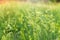 Green grass with seeds on curved stems in light wind. Slightly blurred close up with selective focus