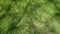 Green Grass Shade. Nature Backgrounds