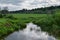 Green grass on the shore, forest and gray clouds landscape.