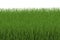 Green grass side view isolated on white