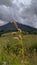 green grass sinabung mountain