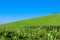 Green grass slope and bush against a clean blue sky