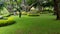 Green grass smooth lawn with bush, shrubs, trees on background