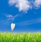 Green grass with solitary crocus against blue sky