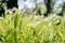 Green grass spikelets wheat sways on the wind blowing