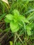 Green grass spreads near the natural swamps of West Kalimantan, Indonesia 2