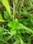 Green grass spreads near the natural swamps of West Kalimantan, Indonesia 3