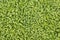 Green grass, sprout leaves texture