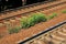 Green grass sprouted through the stones between the rails and railway sleepers