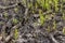 Green grass sprouts sprout through the ashes after a fire in a coniferous forest background texture