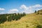 Green grass and spruce trees, meadow landscape on a sunny summer day, blue sky