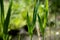 Green grass stalk macro photo