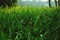 Green Grass - Stock Image Desktop Background Image