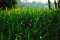 Green Grass - Stock Image Desktop Background Image 2