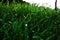 Green Grass - Stock Image Desktop Background Image 3